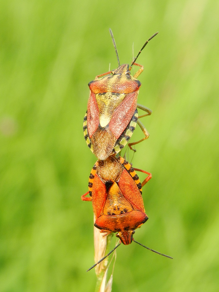 Pentatomidae : Carpocoris purpureipennis della prov. Varese